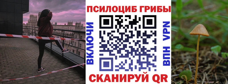 kraken ССЫЛКА Городец Псилоцибиновые грибы Magic Shrooms